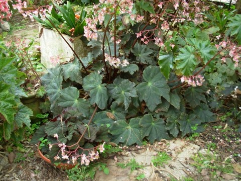 B. ‘Caribbean King’